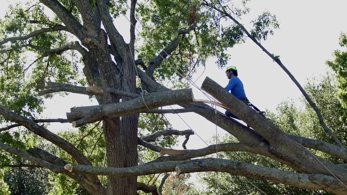 Professional Crown Thinning performed by certified arborists in Woodson